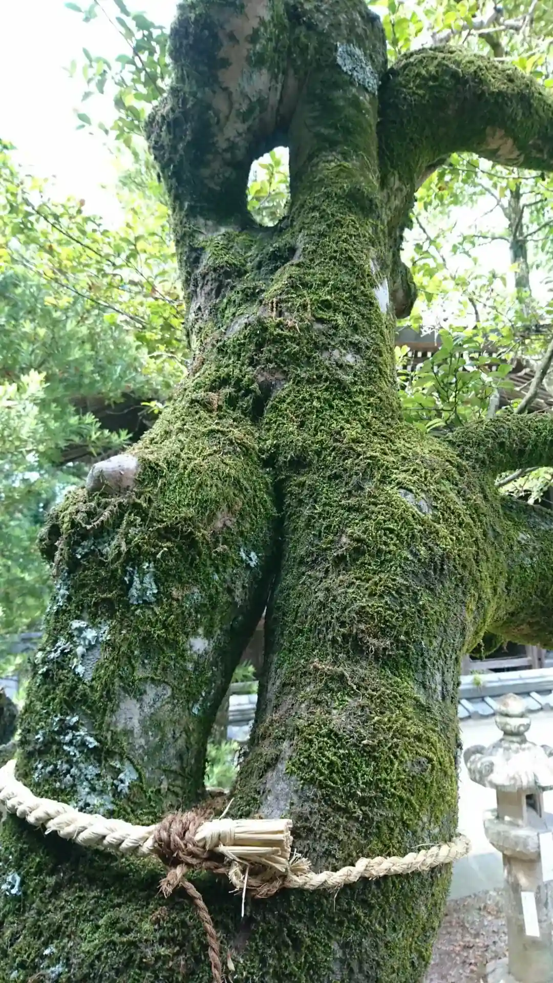 連理木 (れんりぼく)